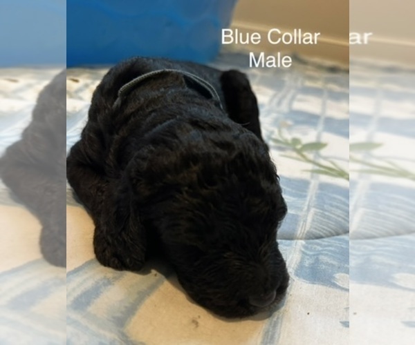 Medium Photo #1 Goldendoodle Puppy For Sale in LAWRENCEVILLE, GA, USA