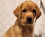 Small Photo #44 Labrador Retriever Puppy For Sale in BUFFALO, NY, USA