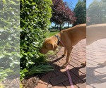 Small #9 Labrador Retriever Mix