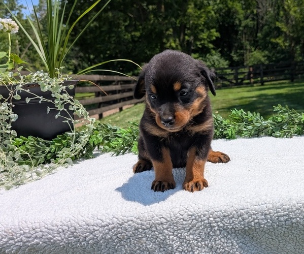 Medium Photo #4 Rottweiler Puppy For Sale in GOSHEN, IN, USA