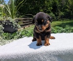 Small #3 Rottweiler