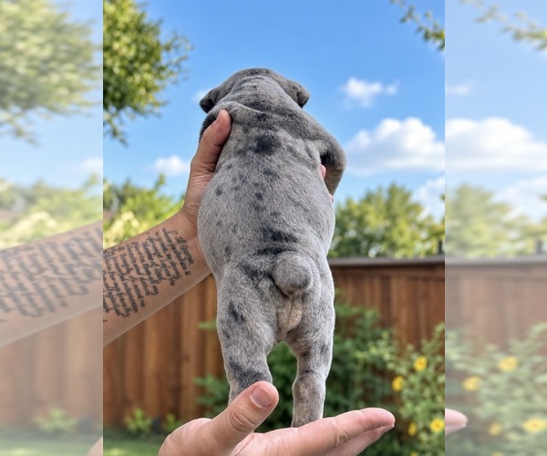 Medium Photo #3 Olde English Bulldogge Puppy For Sale in FORT WORTH, TX, USA