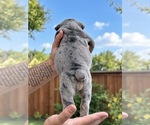 Small Photo #25 Olde English Bulldogge Puppy For Sale in FORT WORTH, TX, USA