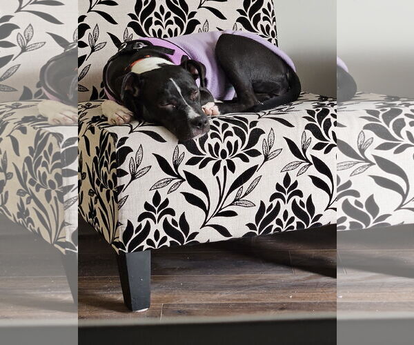 Medium Photo #3 Mutt Puppy For Sale in Plainfield, IL, USA