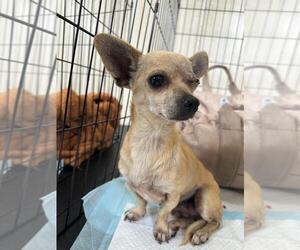 Chihuahua-Unknown Mix Dogs for adoption in Woodland Hills, CA, USA