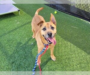 German Shepherd Dog-Unknown Mix Dogs for adoption in Camarillo, CA, USA