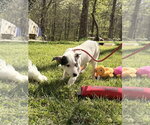 Small #3 Labrador Retriever Mix