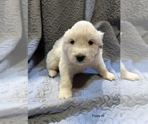 Medium Photo #20 Anatolian Pyrenees Puppy For Sale in CULDESAC, ID, USA