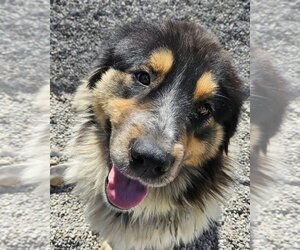 Mutt Dogs for adoption in Hamilton, MT, USA