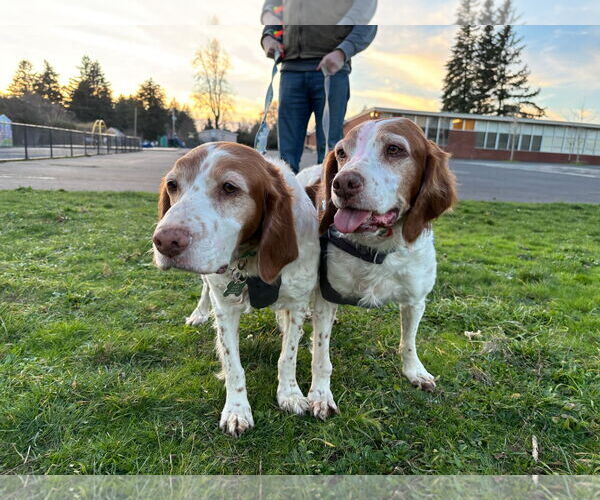 Medium Photo #8 Brittany Puppy For Sale in Curwensville, PA, USA