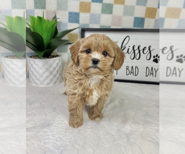 Medium Photo #2 Cavapoo (Miniature) Puppy For Sale in FRANKLIN, IN, USA