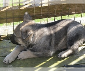 Medium German Shepherd Dog