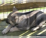 Puppy Ace Sold German Shepherd Dog