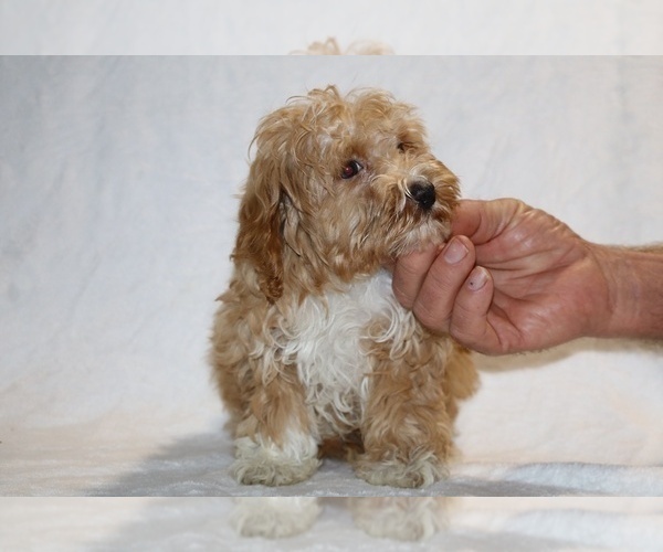 Medium Photo #5 Cockapoo (Miniature) Puppy For Sale in DYERSBURG, TN, USA