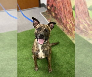 Mutt Dogs for adoption in Euless, TX, USA
