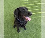 Small #12 Labrador Retriever