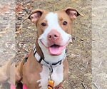 Small #6 American Pit Bull Terrier Mix