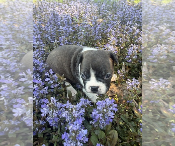 Medium Photo #6 Boston Terrier Puppy For Sale in FREDONIA, KS, USA