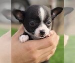 Small #10 Chihuahua