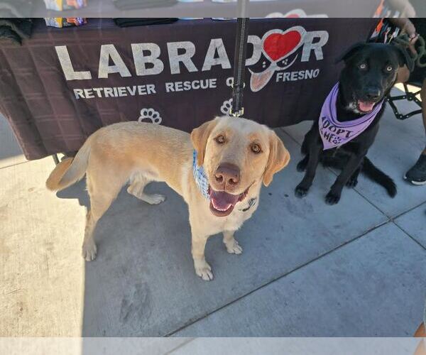 Medium Photo #2 Labrador Retriever Puppy For Sale in Clovis, CA, USA