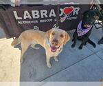 Small #1 Labrador Retriever
