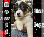 Small Photo #8 Cowboy Corgi Puppy For Sale in GALLEGOS, NM, USA