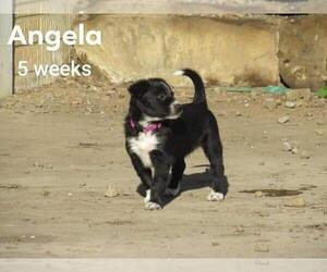 Border Collie Puppy for sale in FREDERICKSBG, OH, USA