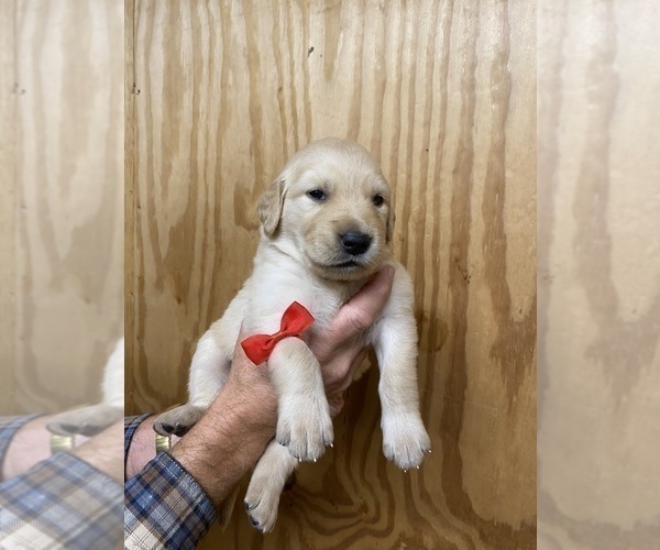 Medium Photo #4 Golden Retriever Puppy For Sale in RILEYVILLE, VA, USA
