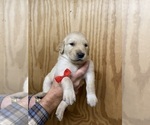 Small #3 Golden Retriever