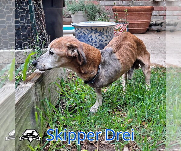 Medium Photo #11 Chiweenie Puppy For Sale in San Antonio, TX, USA