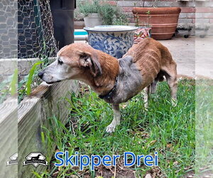 Skipper Drei - Male Chiweenie Dog for Adoption - Photo #11