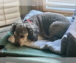 Small #2 Doxiepoo (Toy)