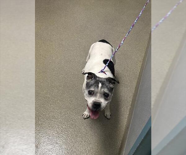 Medium Photo #1 Mutt Puppy For Sale in Las Vegas, NV, USA