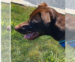 Small #3 Border Collie-Chocolate Labrador retriever Mix