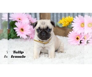 Pug Puppy for sale in CLARE, MI, USA