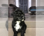 Small Photo #1 Portuguese Water Dog Puppy For Sale in BALDWIN, KS, USA