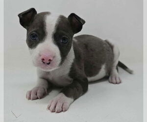 Mutt Dogs for adoption in Brewster, NY, USA