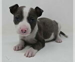 Small Mutt