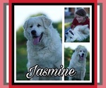 Small Photo #1 Great Pyrenees Puppy For Sale in HILLSVILLE, VA, USA