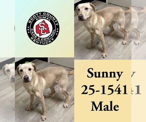 Labrador Retriever-Unknown Mix Dogs for adoption in Georgetown, KY, USA