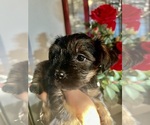 Puppy Puppy 2 Yorkshire Terrier