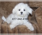 Small Photo #1 Morkie Puppy For Sale in CASSVILLE, MO, USA