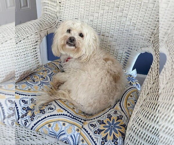 Medium Photo #3 Maltese-Unknown Mix Puppy For Sale in Cliffwood, NJ, USA