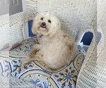 Small #2 Maltese Mix