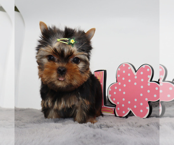 Medium Photo #3 Yorkshire Terrier Puppy For Sale in LOS ANGELES, CA, USA