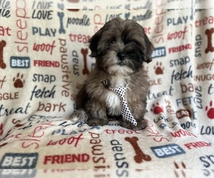 ShihPoo Puppy for sale in LAKELAND, FL, USA