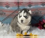 Small Photo #4 Siberian Husky Puppy For Sale in LAWNDALE, NC, USA