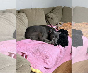 Dexter - Male American Pit Bull Terrier-Labrador Retriever Mix Dog for Adoption - Photo #2