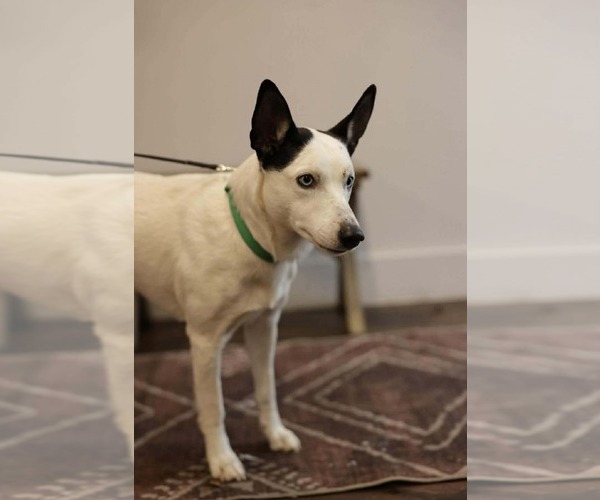 Medium Photo #7 Mutt Puppy For Sale in Westwood, NJ, USA