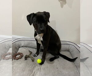 Rocky - Male Boxer-Brittany Mix Dog for Adoption - Photo #4